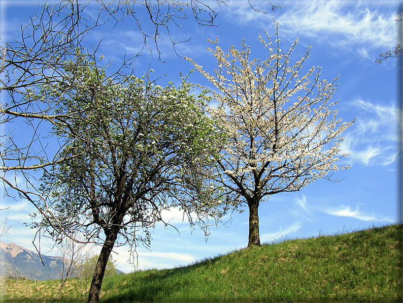 foto Ciliegi in fiore tra i Colli Asolani